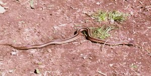 The actual snake from my yard, picture taken from a safe distance away by camera phone.